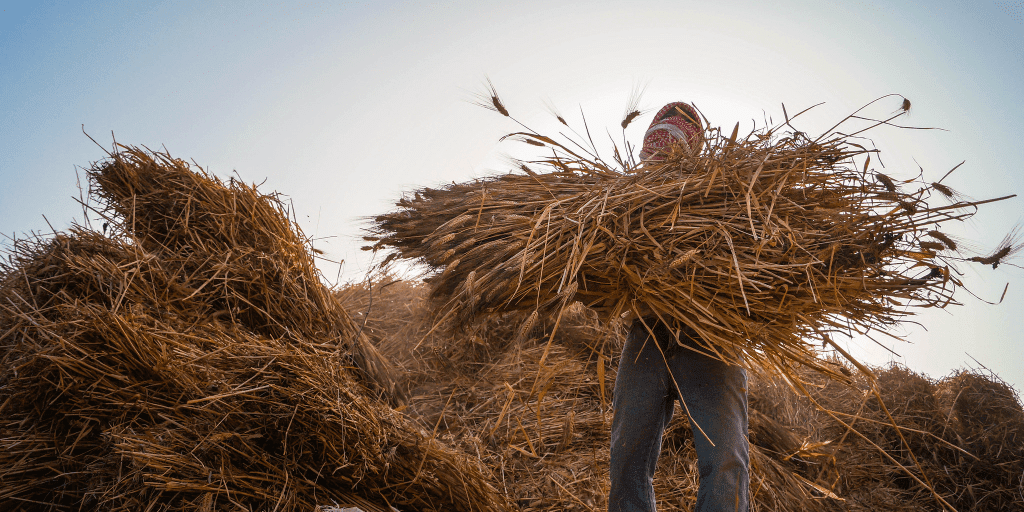 Egyptian Cabinet: Wheat Reserves Will Last 2.6 Months